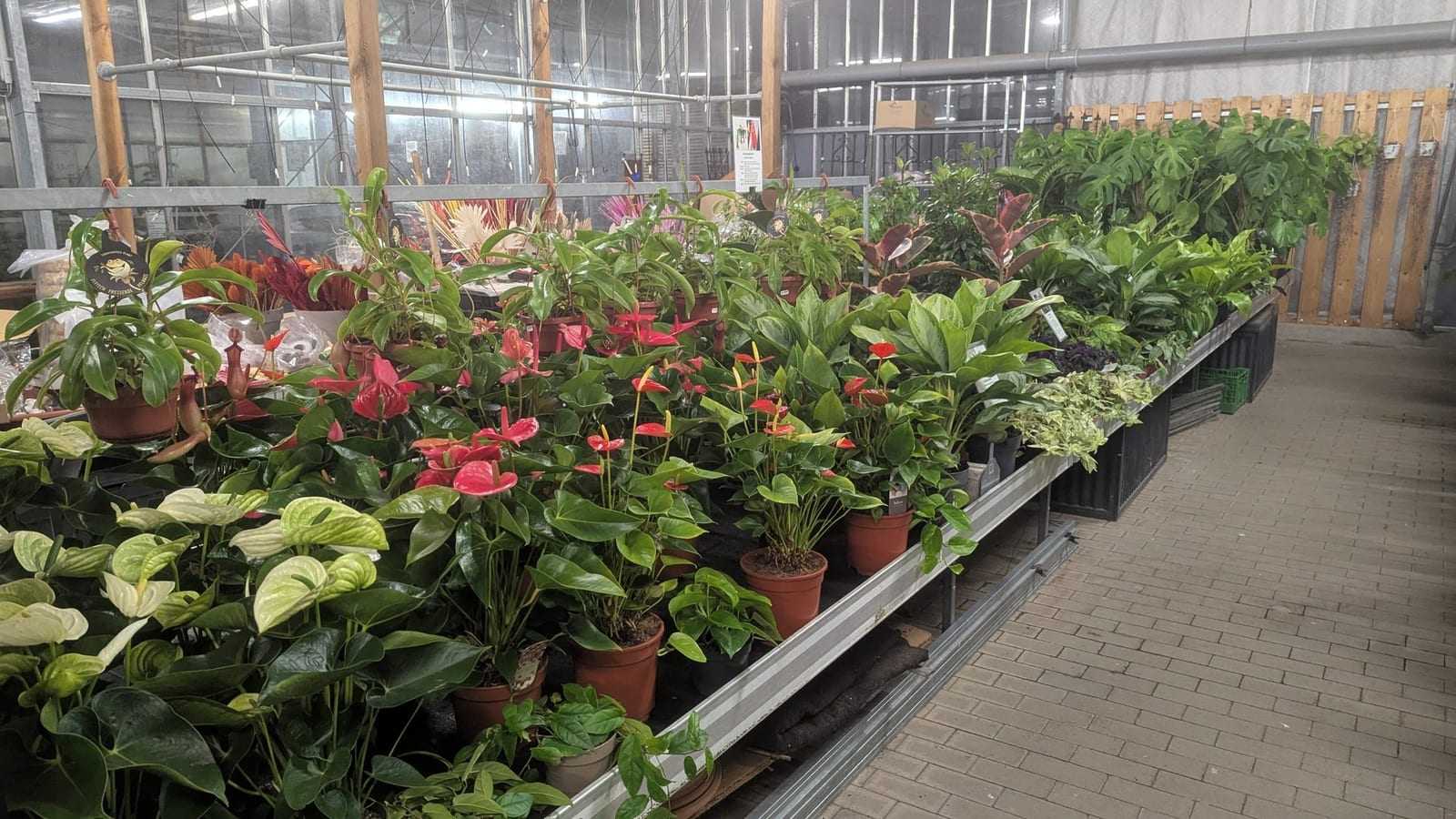 Verkaufstisch mit blühenden Pflanzen im Gewächshausgang