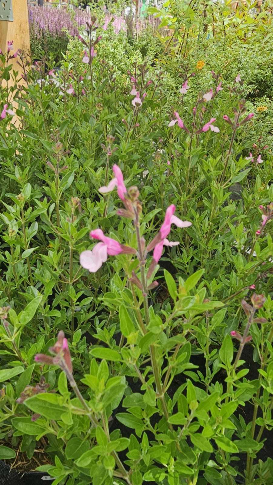 Blühender Strauch in voller Blüte vor grünem Hintergrund