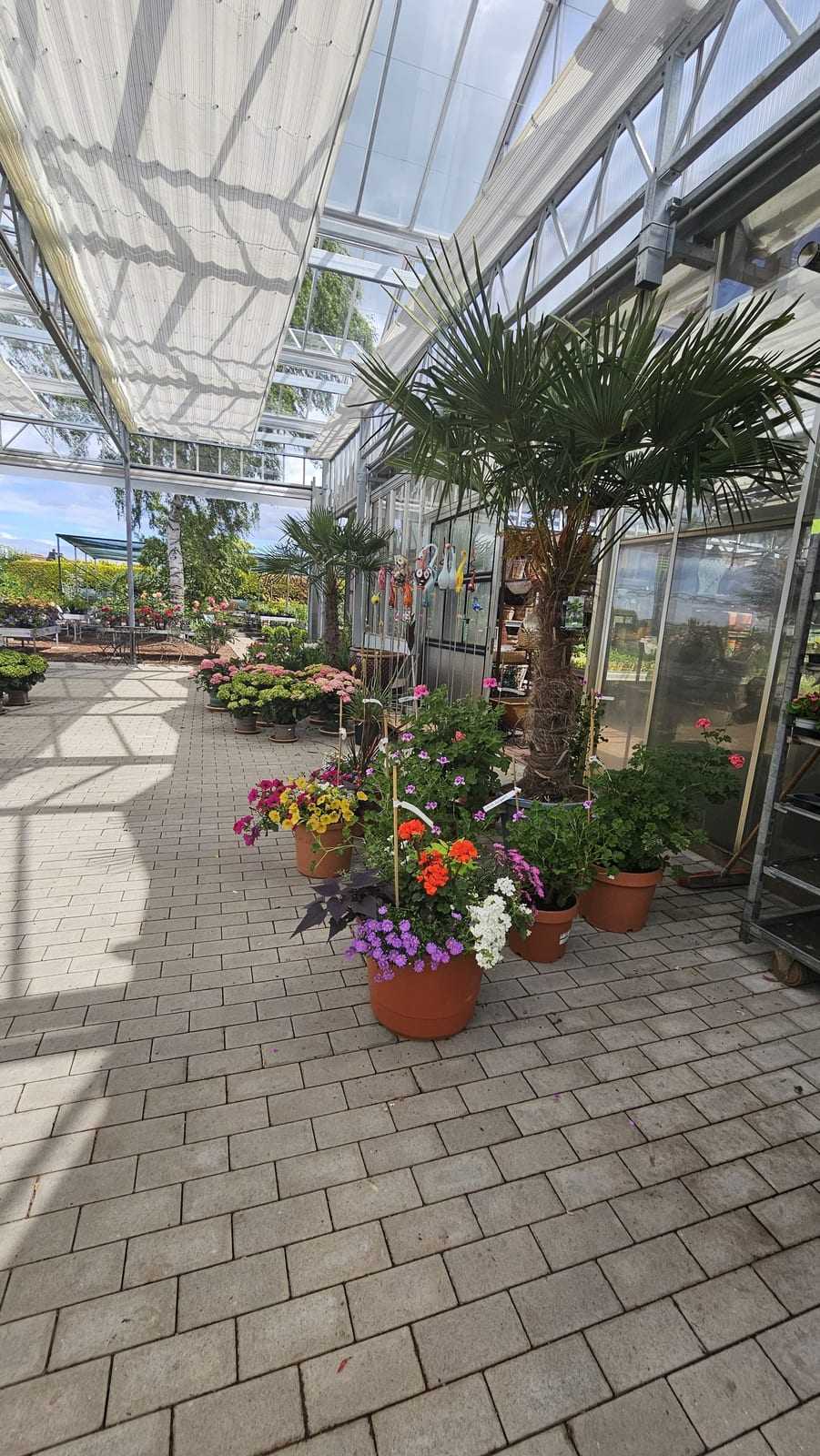 Palme und Kübelpflanzen im sonnigen Gang des Gewächshauses