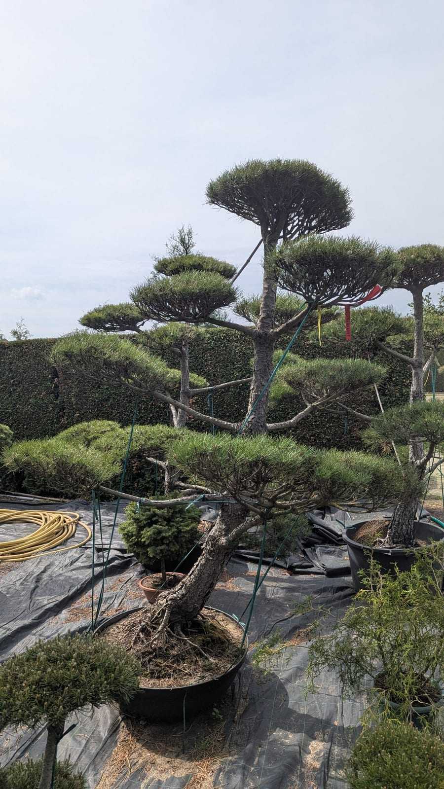 Freigestelltes Kiefern-Formgehölz vor blauem Himmel