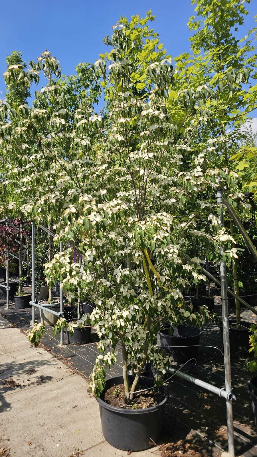 Hoher Baum mit panaschiertem Laub in der Sonne