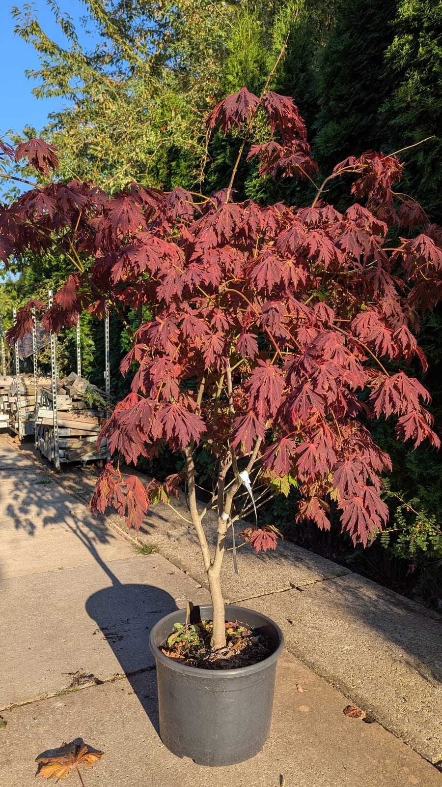 Japanischer Ahorn mit kräftig roter Herbstfärbung im Topf