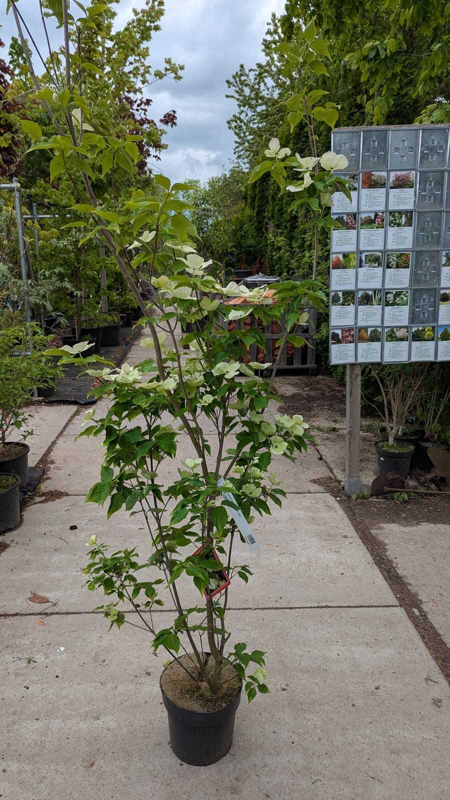 Schlanker Jungbaum im Topf auf der Verkaufsfläche