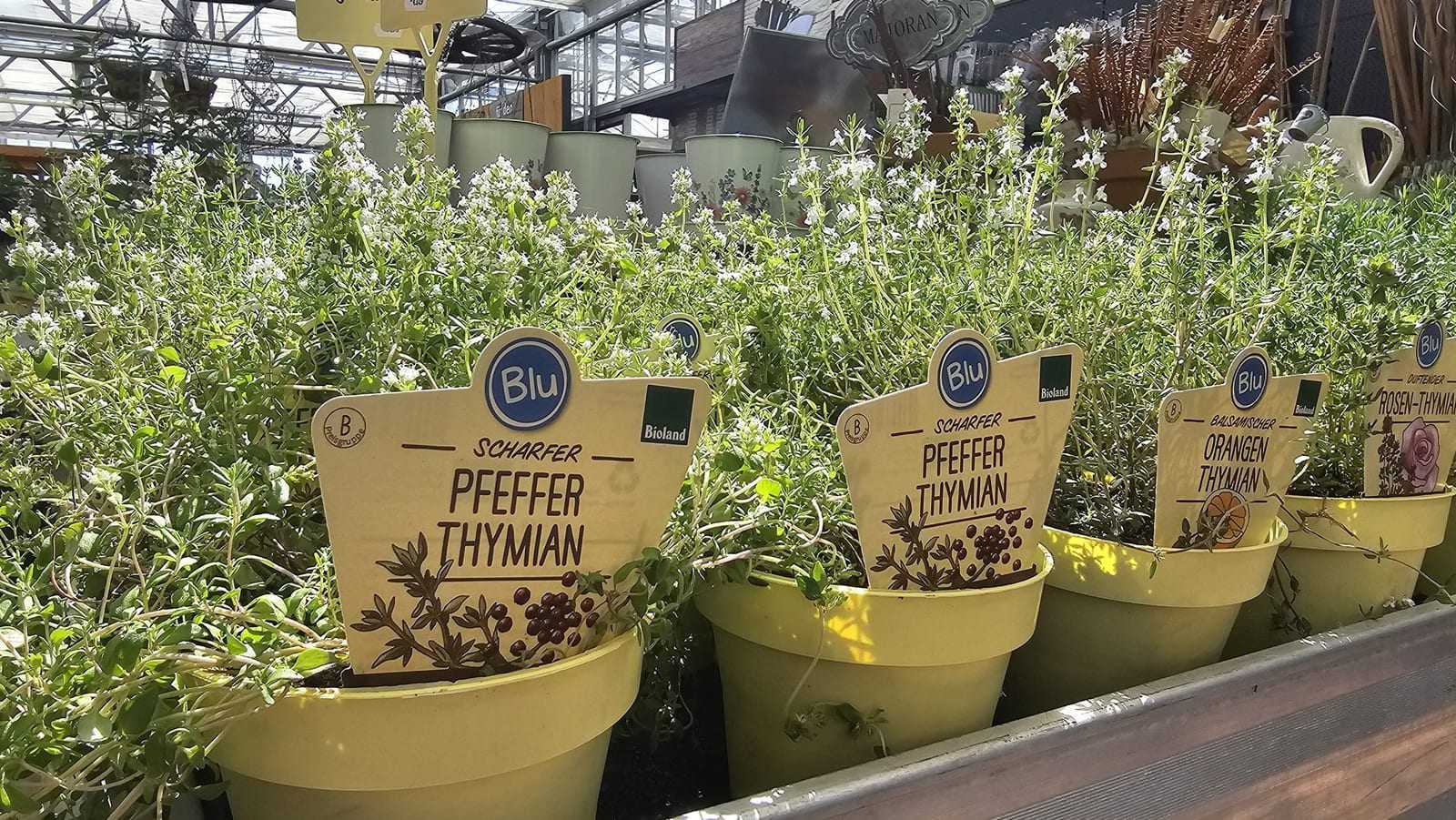 Kräutertöpfe mit lesbaren Sortenschildern