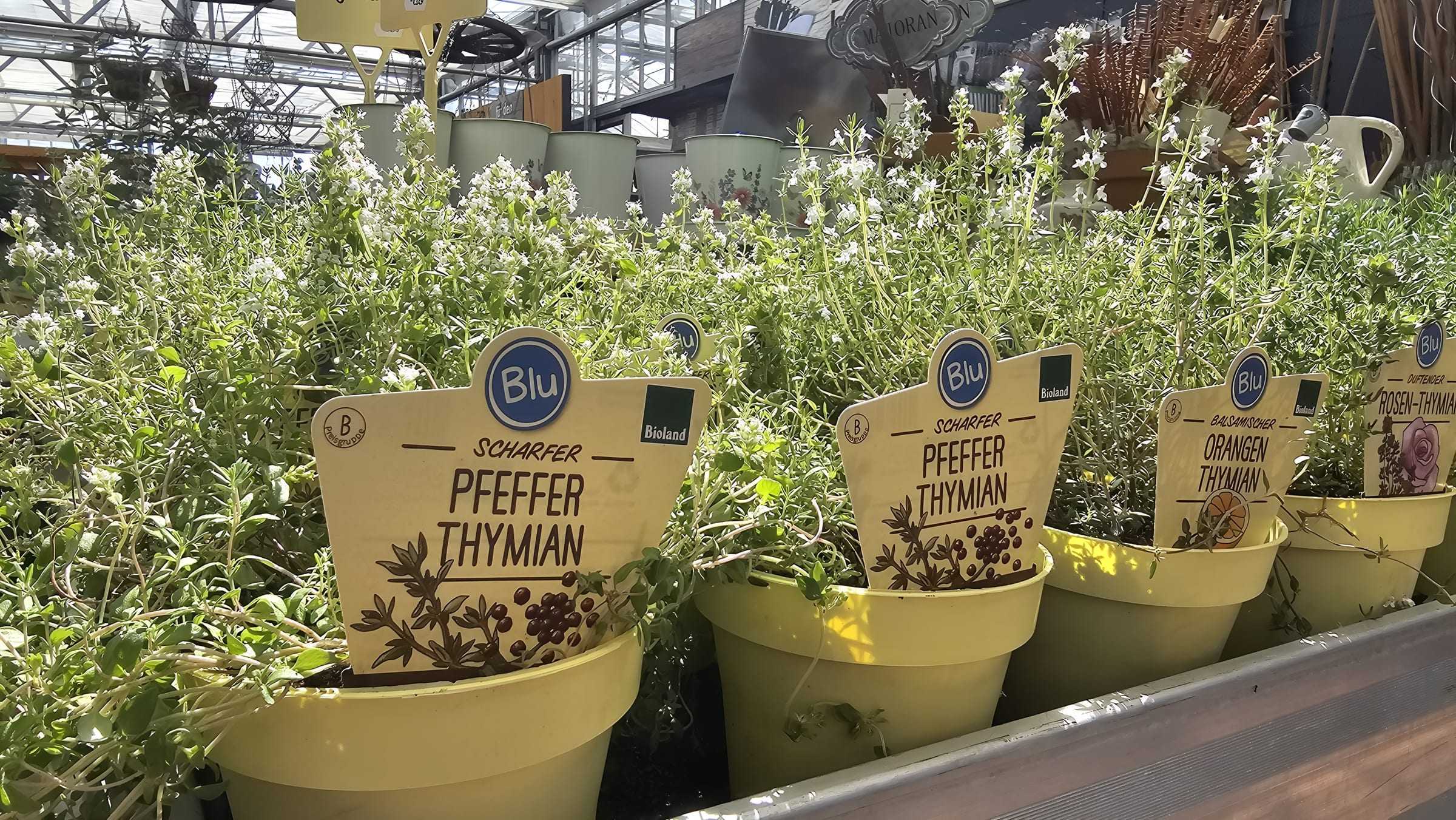 Kräutertöpfe mit lesbaren Sortenschildern