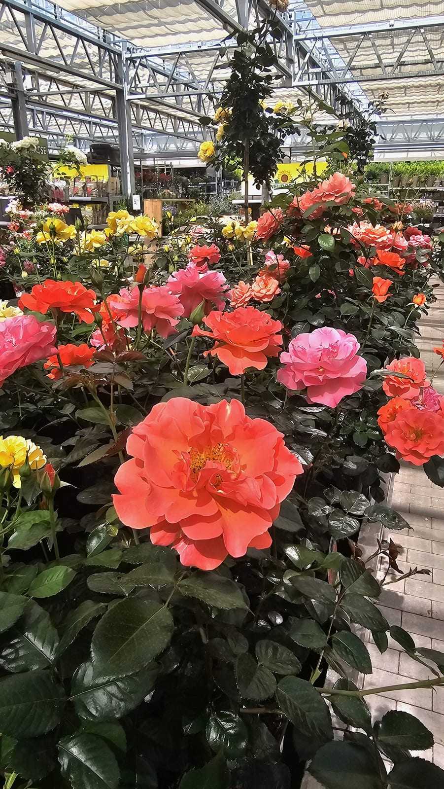 Farbenfrohes Rosenbeet mit roten und gelben Blüten in der Sonne