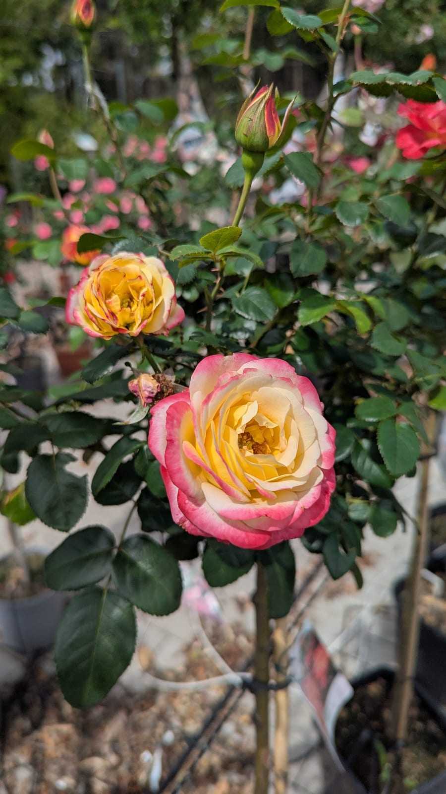 Geöffnete Rosenblüte in Cremeweiß mit kirschrotem Blütenrand, Nahaufnahme