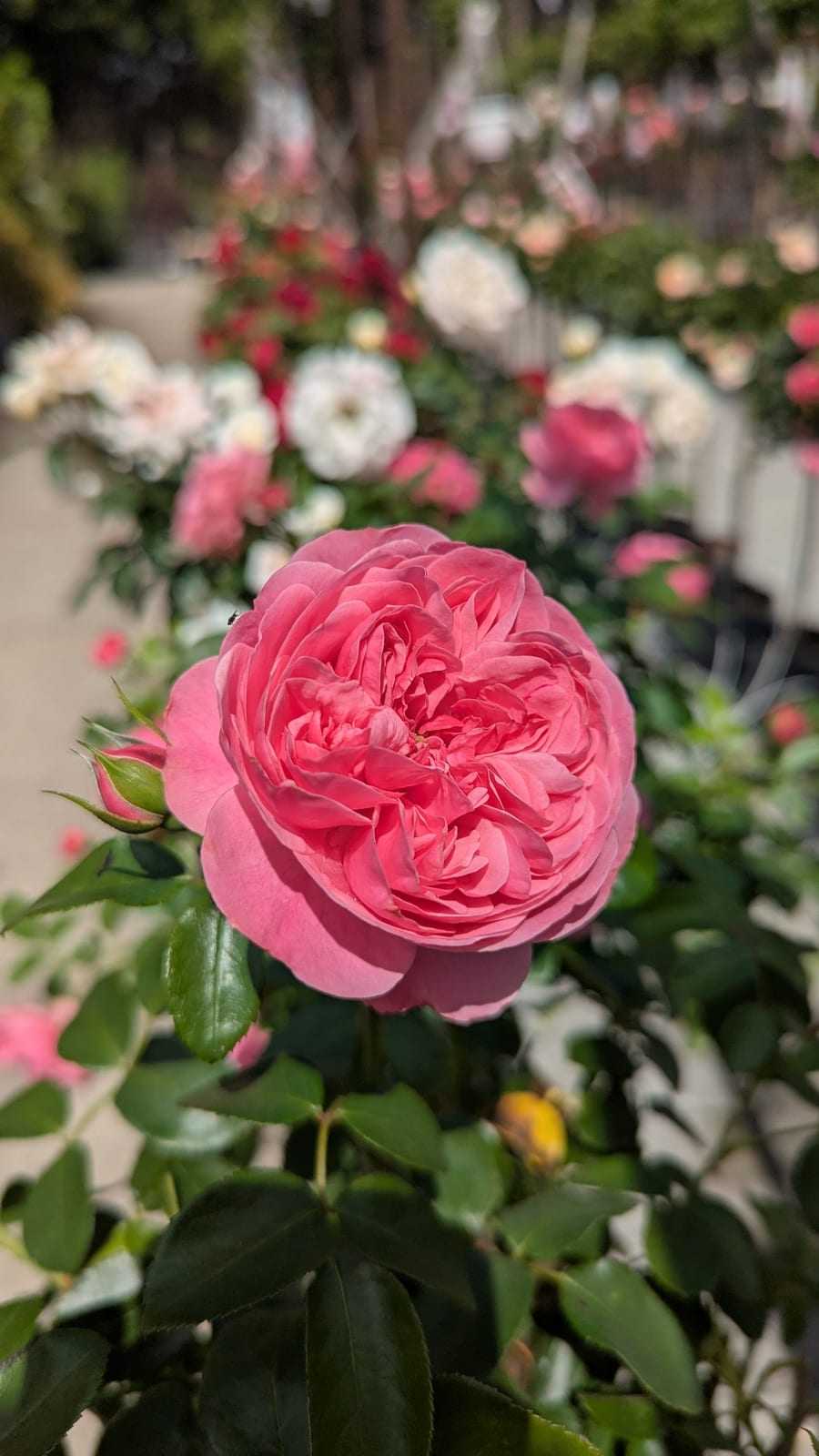 Pinke Rosenblüte im warmen Licht vor weich verschwommenem Grün