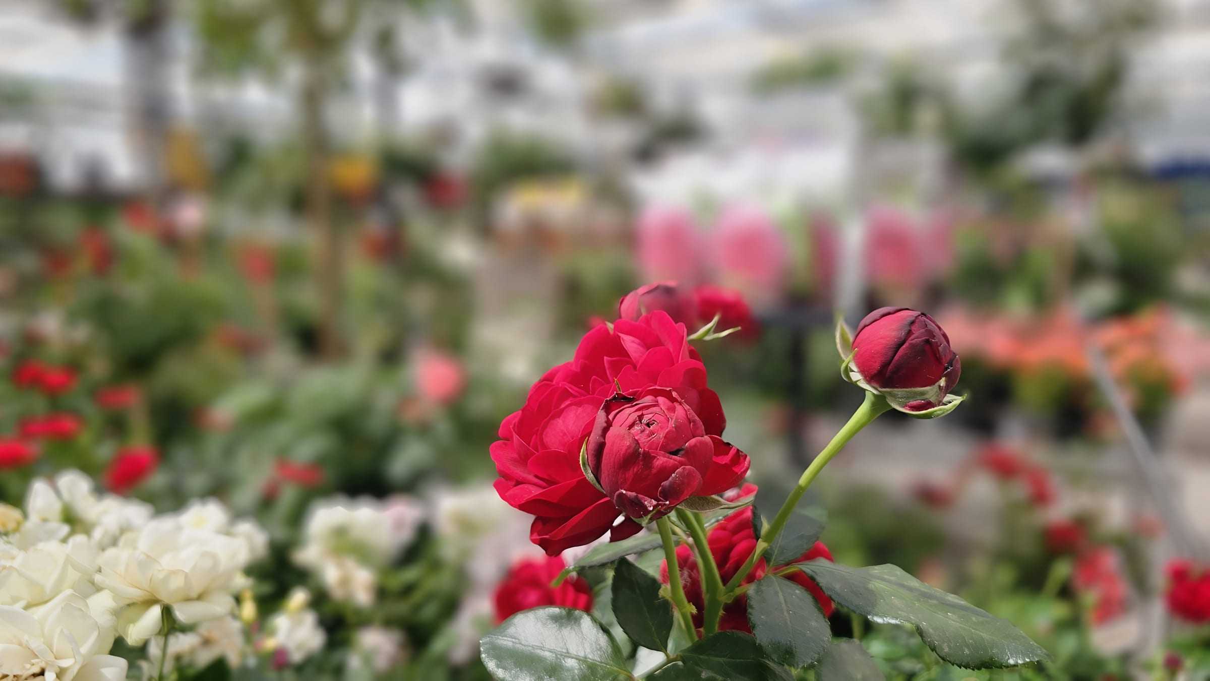 Rote Rosen in Containern, weiße Rosen dahinter auf der Verkaufsfläche