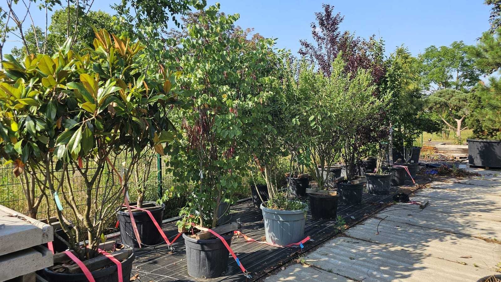 Mediterrane Gehölze in Kübeln auf der sonnigen Verkaufsfläche