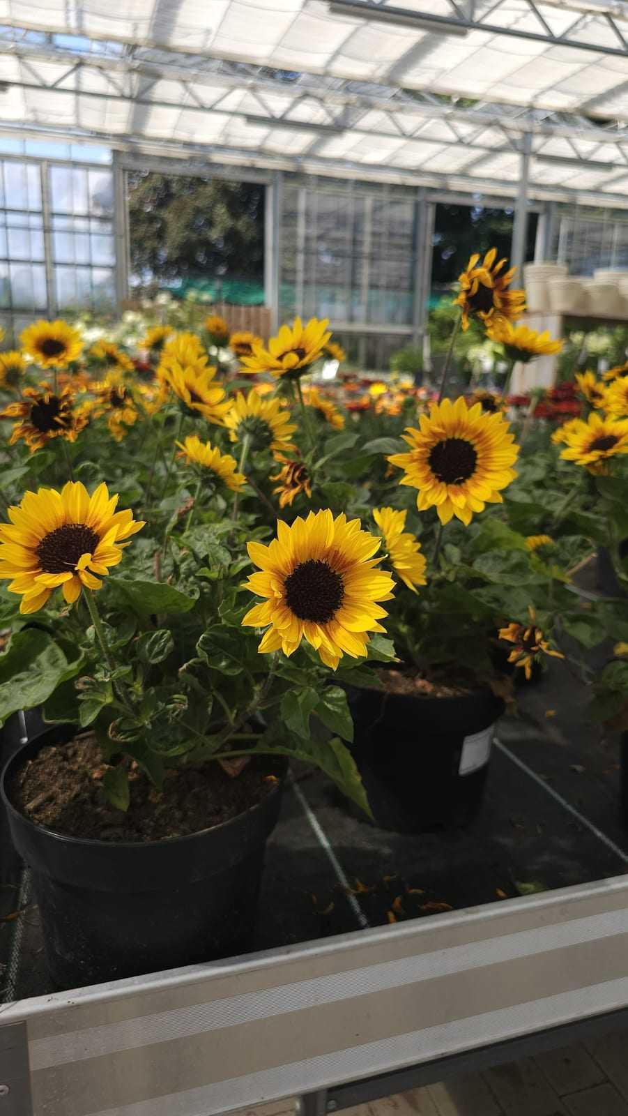 Reihe blühender Sonnenblumen in einem hellen Gewächshausgang
