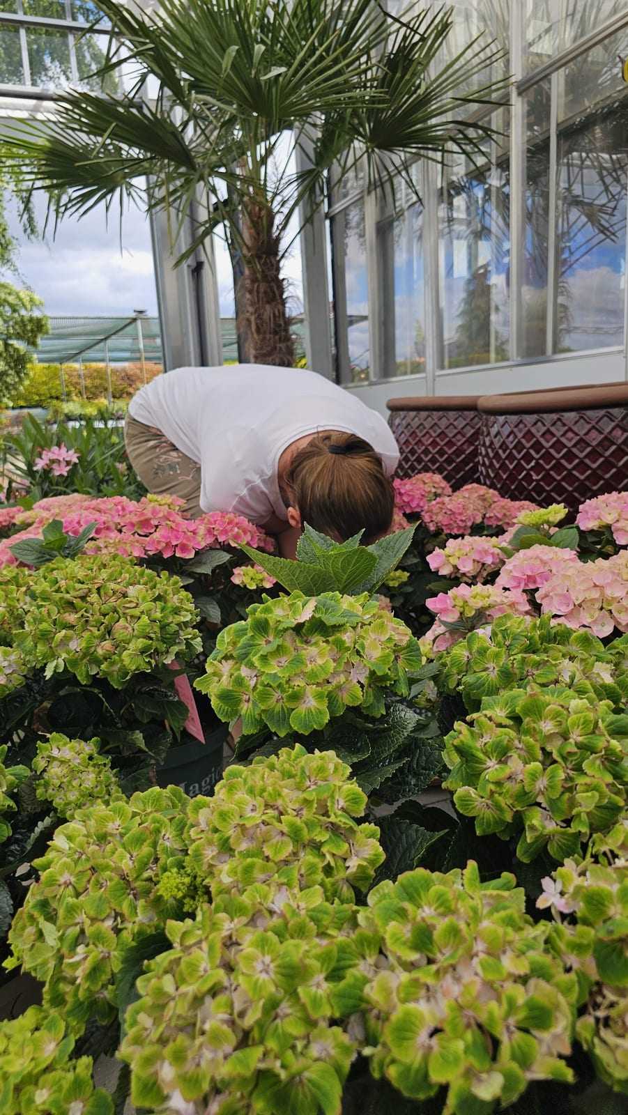 Rosa Hortensienblüten im Gewächshaus, im Hintergrund eine Kundin