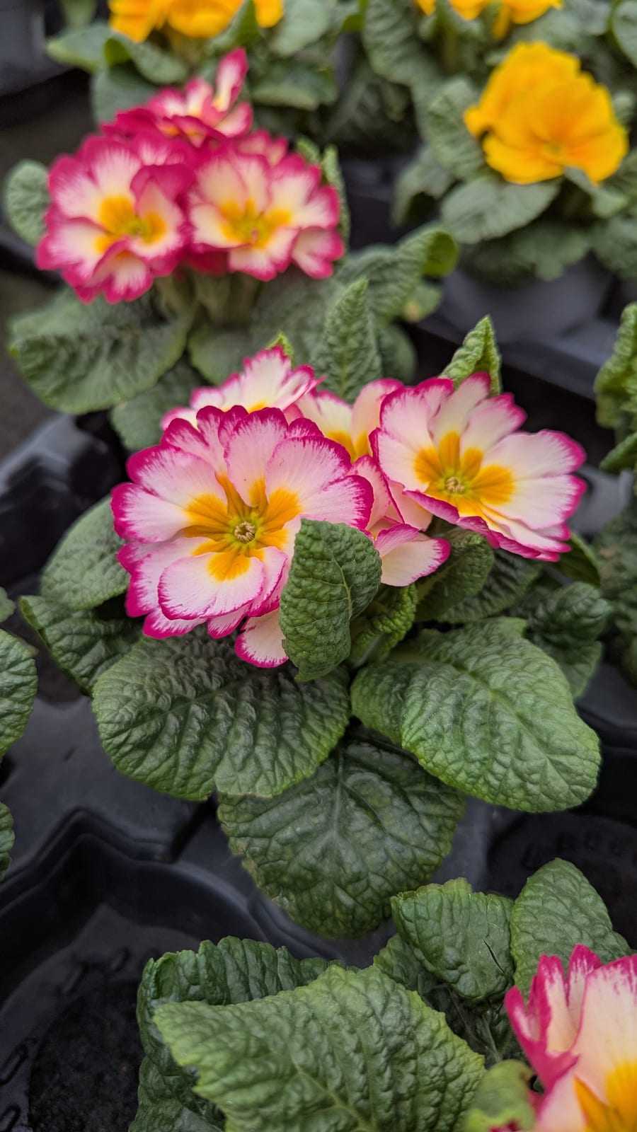Nahaufnahme zweifarbiger Primeln in kräftigem Rosa und Gelb