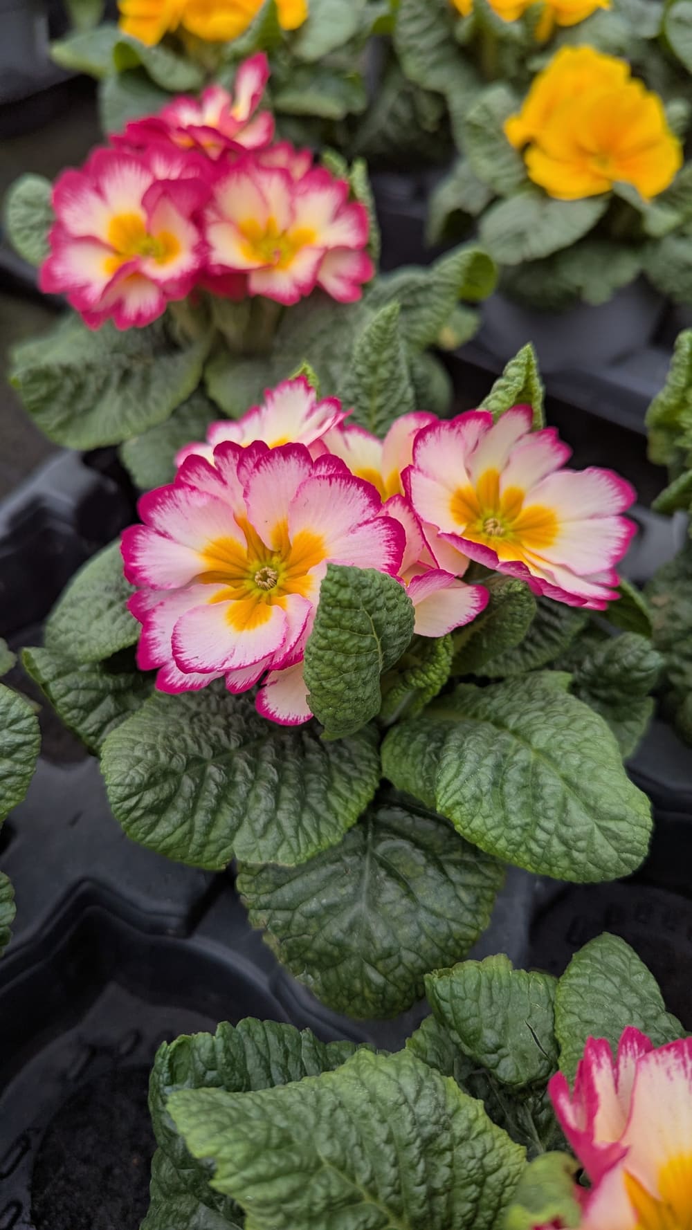 Nahaufnahme zweifarbiger Primeln in kräftigem Rosa und Gelb