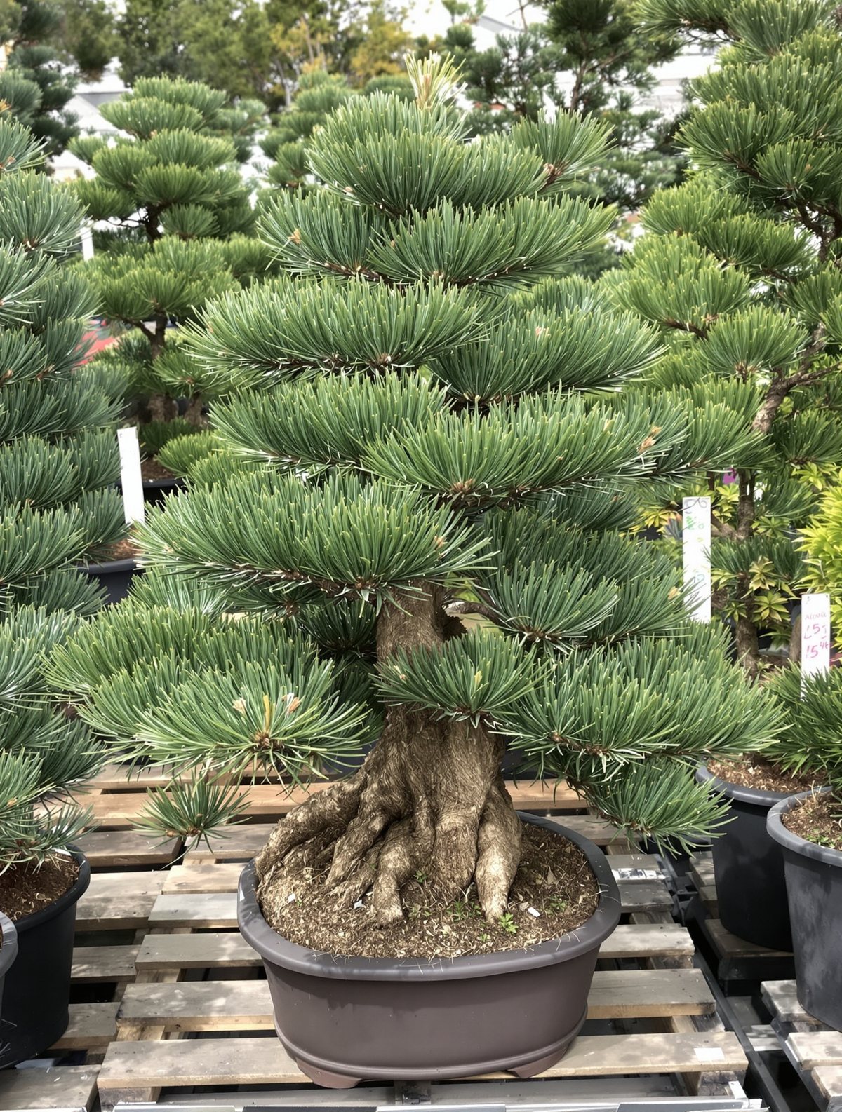 KI-generiertes Beispielbild: Berg-Kiefer ‚Gnom‘ Bonsai-Form