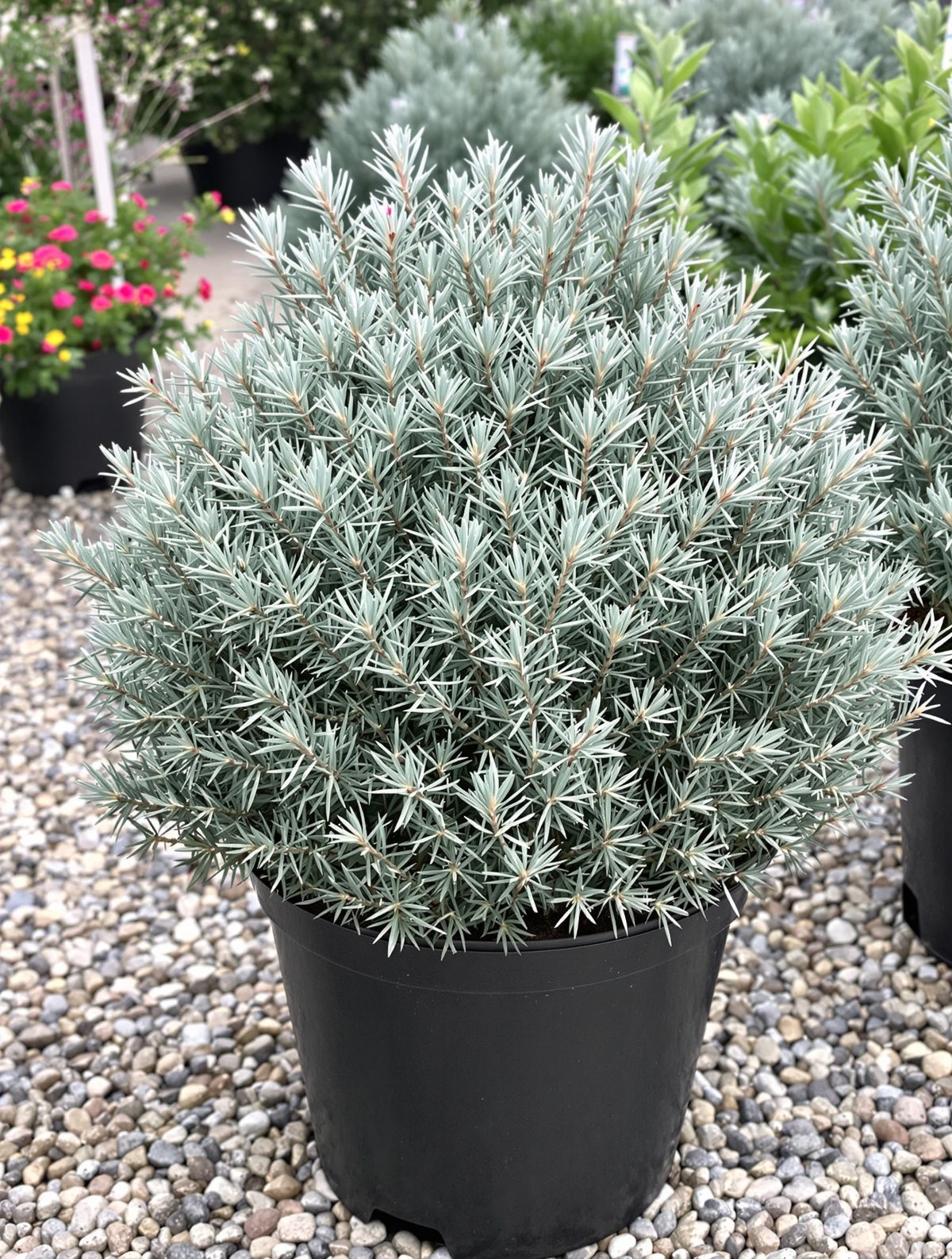 KI-generiertes Beispielbild: Blauer Zwerg-Wacholder ‚Blue Star‘