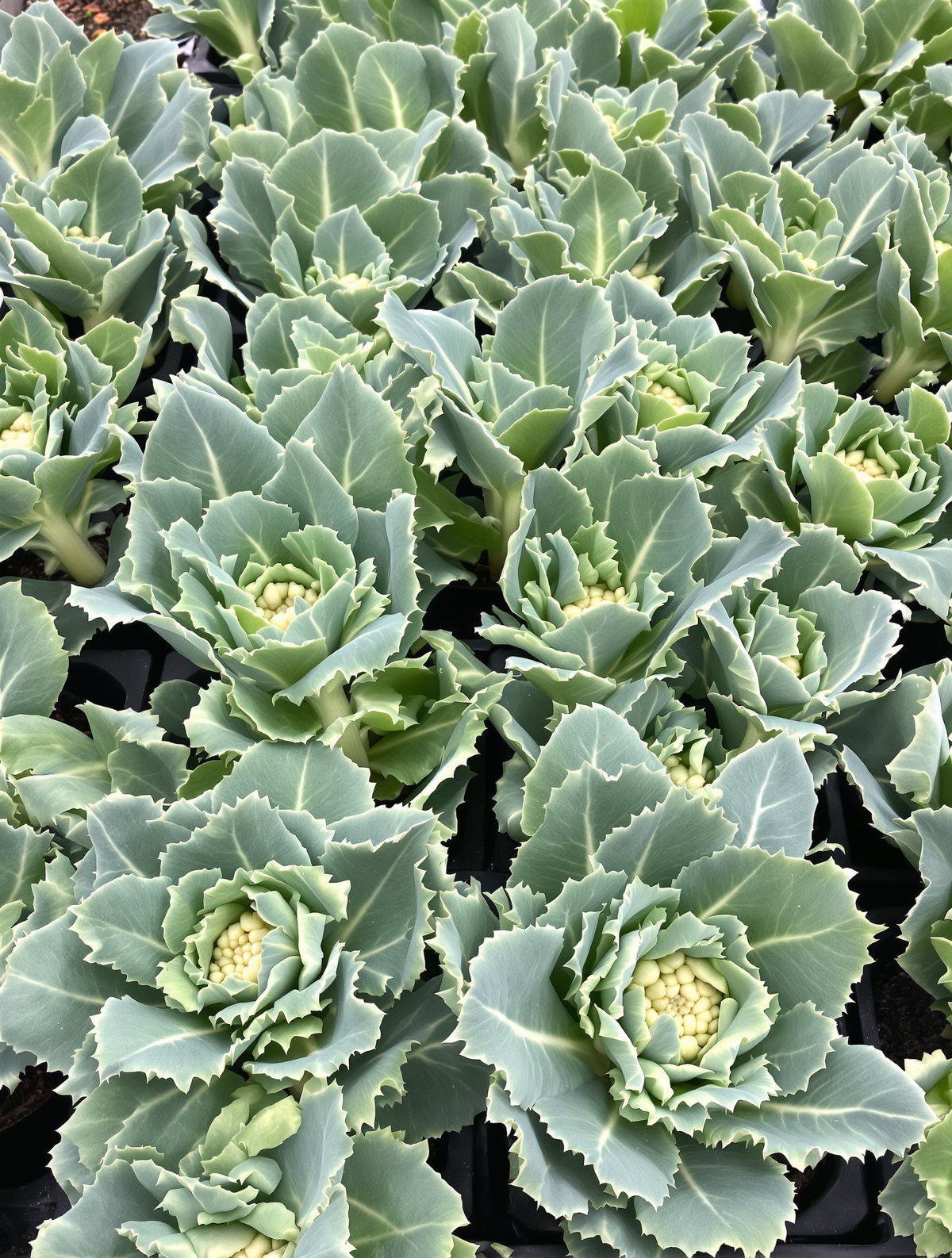 KI-generiertes Beispielbild: Blumenkohl-Jungpflanzen in Sorten
