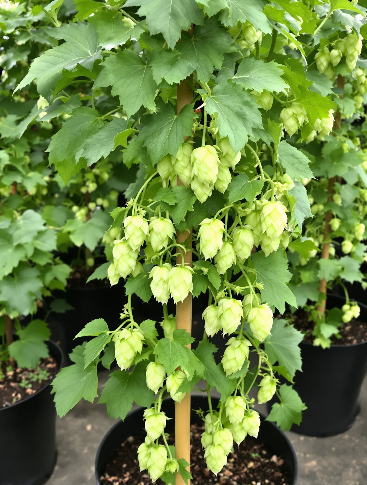 KI-generiertes Beispielbild: Gewöhnlicher Hopfen