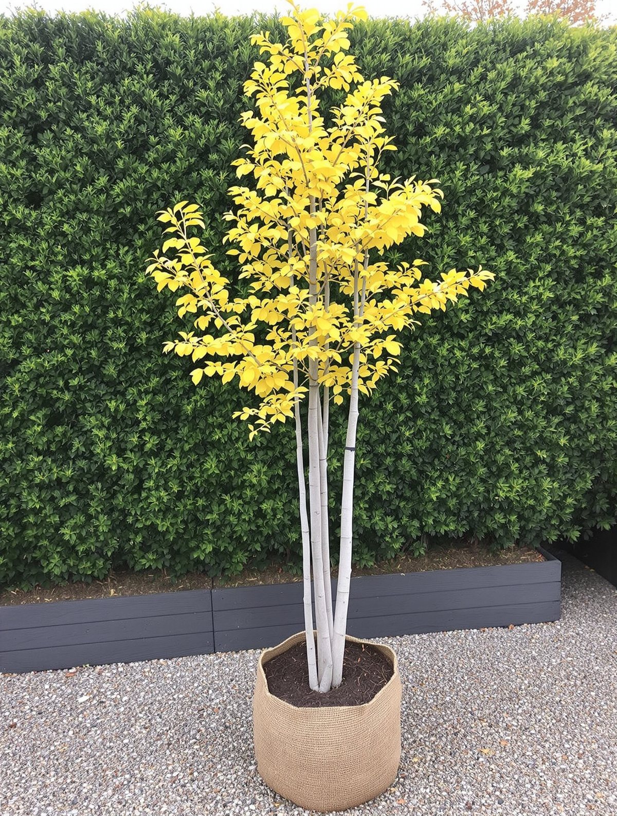 KI-generiertes Beispielbild: Ginkgo mehrstämmig
