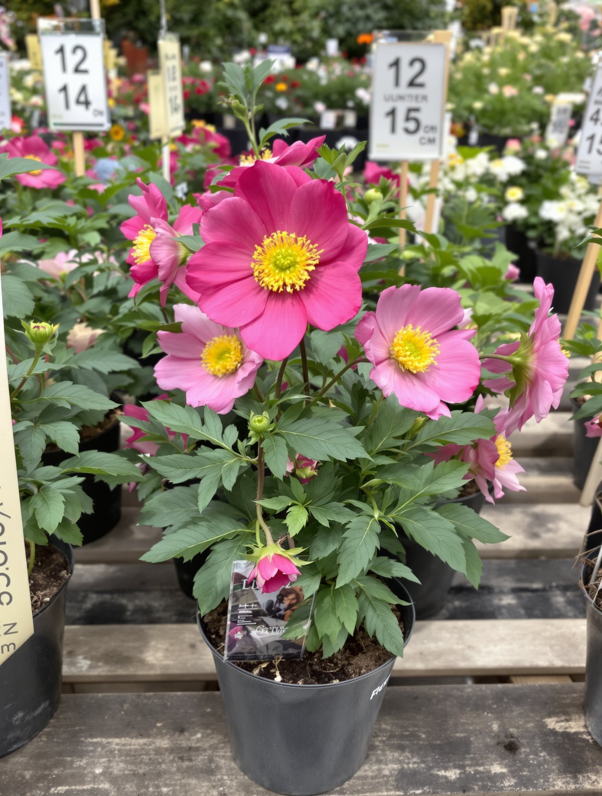 KI-generiertes Beispielbild: Herbst-Anemone ‚Ouvertüre‘