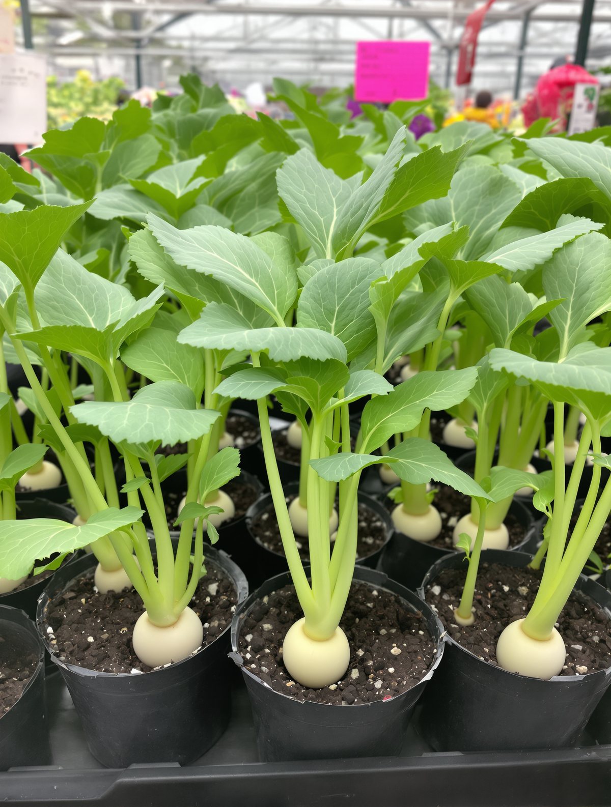 KI-generiertes Beispielbild: Kohlrabi-Jungpflanzen in Sorten