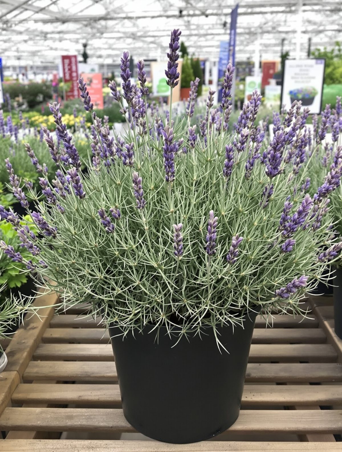 KI-generiertes Beispielbild: Echter Lavendel ‚Hidcote Blue Strain‘