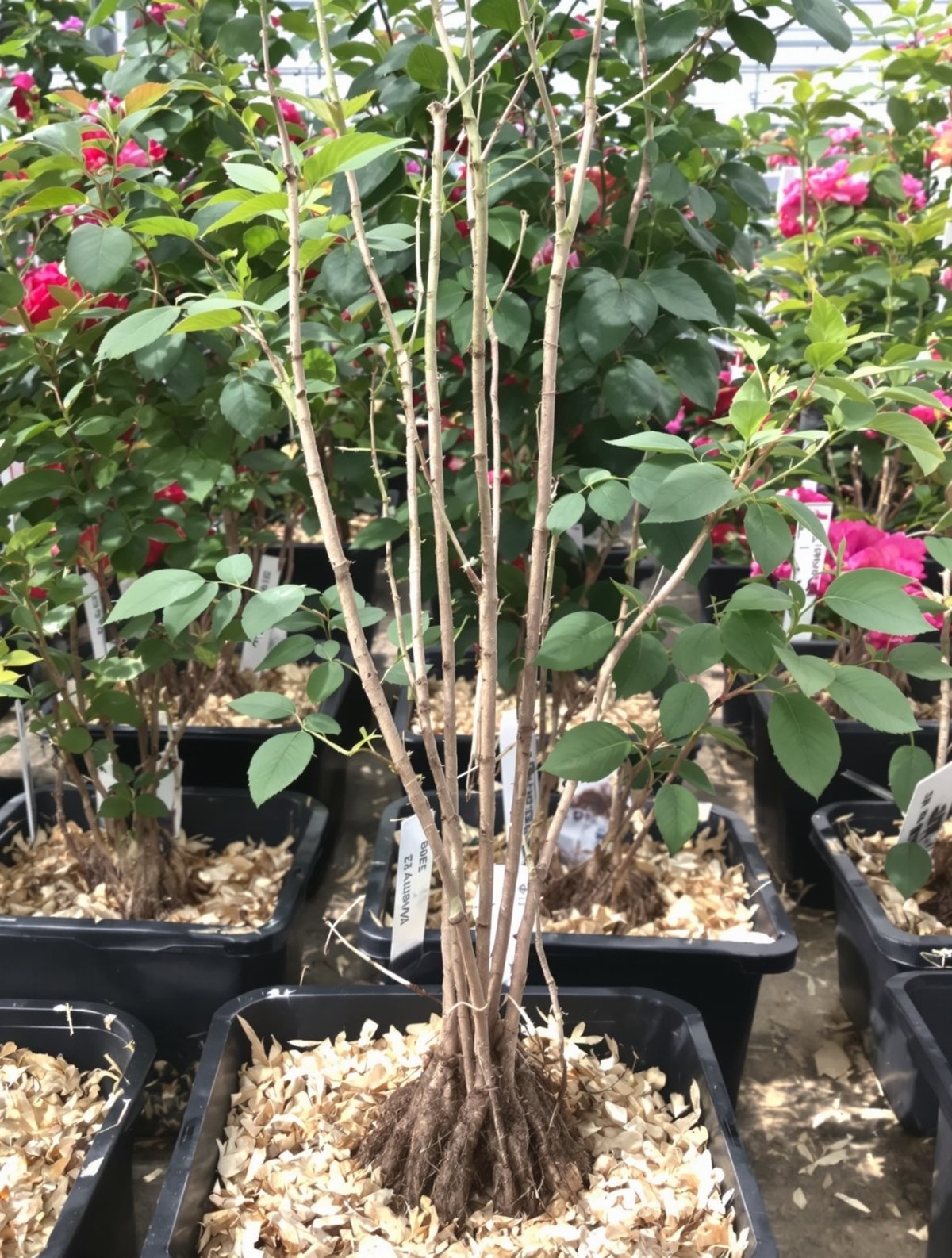 KI-generiertes Beispielbild: Polyantha-Rose ‚The Fairy‘