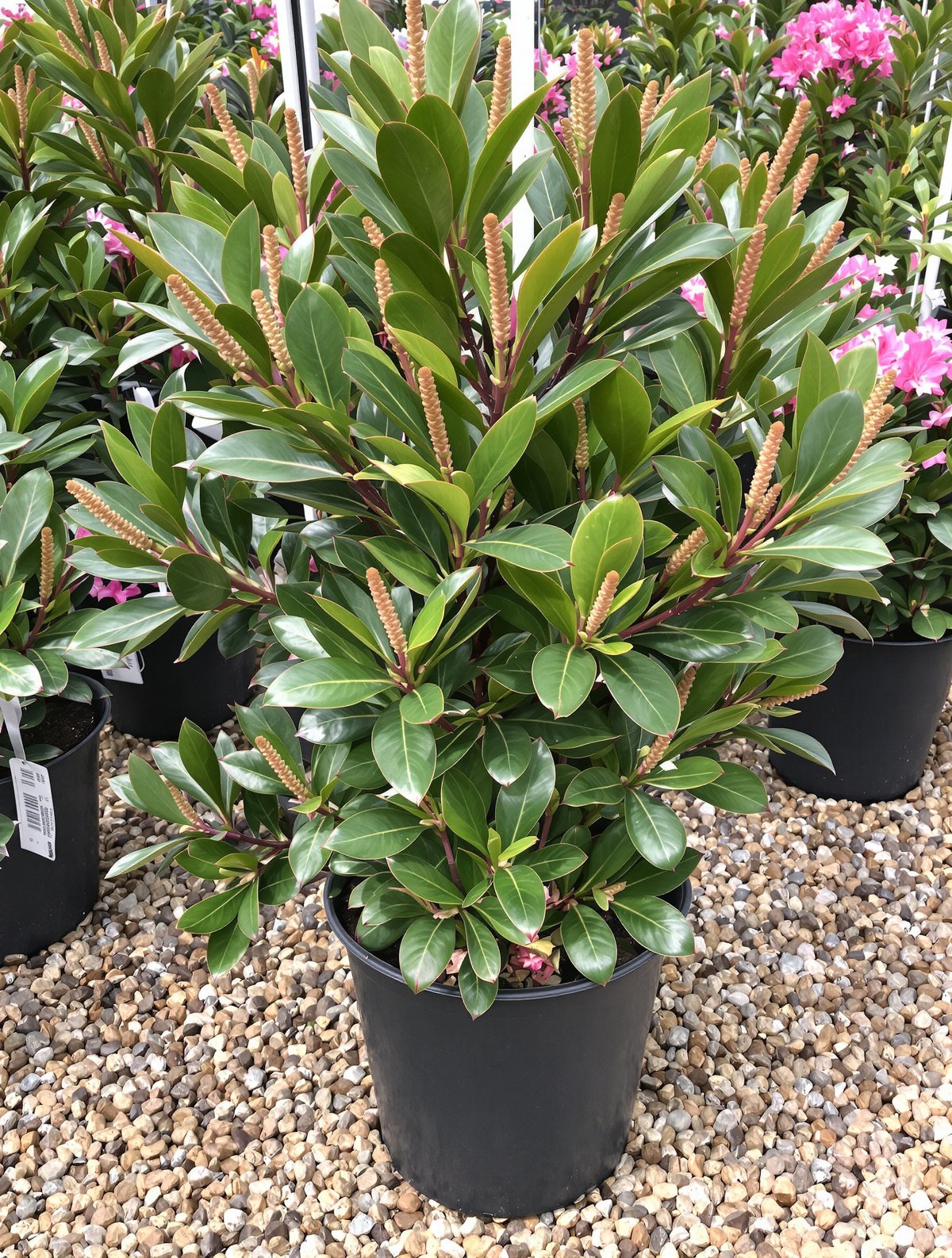 KI-generiertes Beispielbild: Rhododendron ‚Cunningham’s White‘