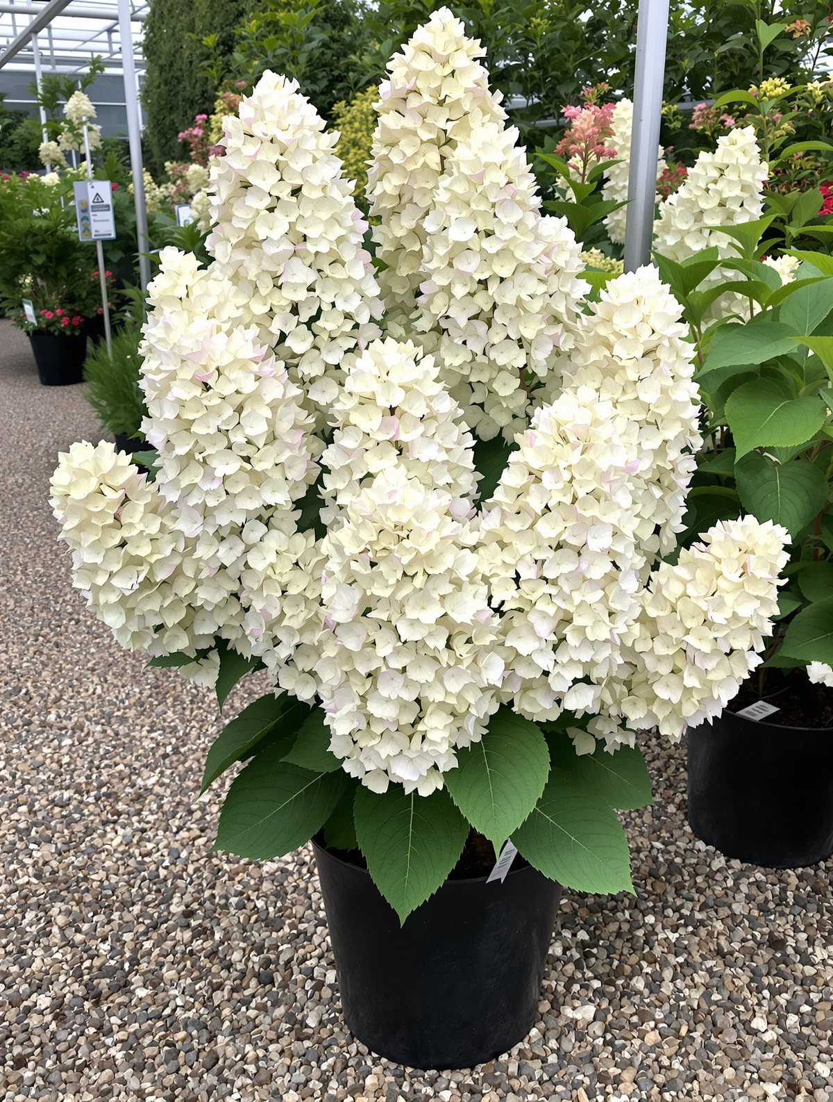 KI-generiertes Beispielbild: Rispenhortensie ‚Grandiflora‘