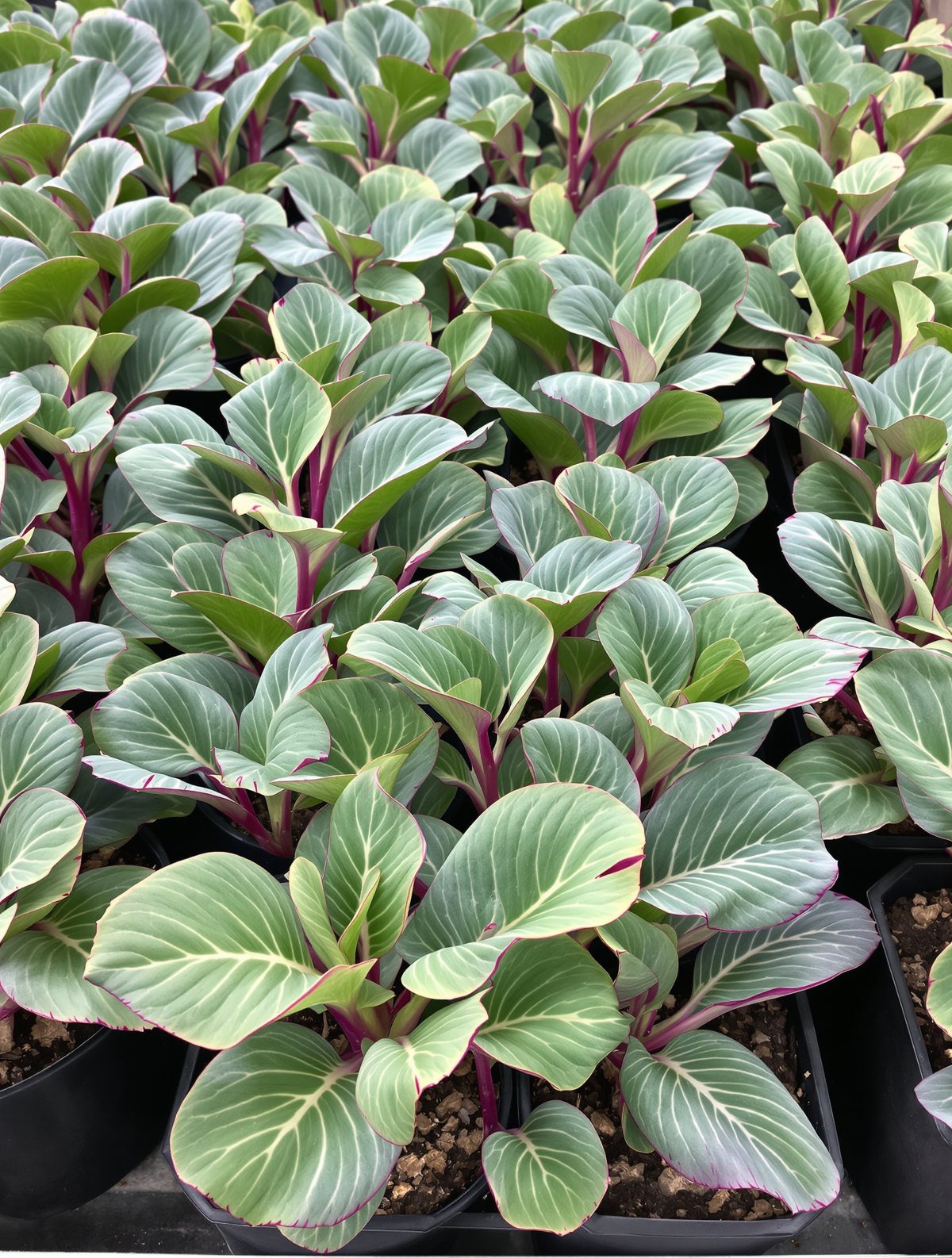 KI-generiertes Beispielbild: Rotkohl-Jungpflanzen in Sorten