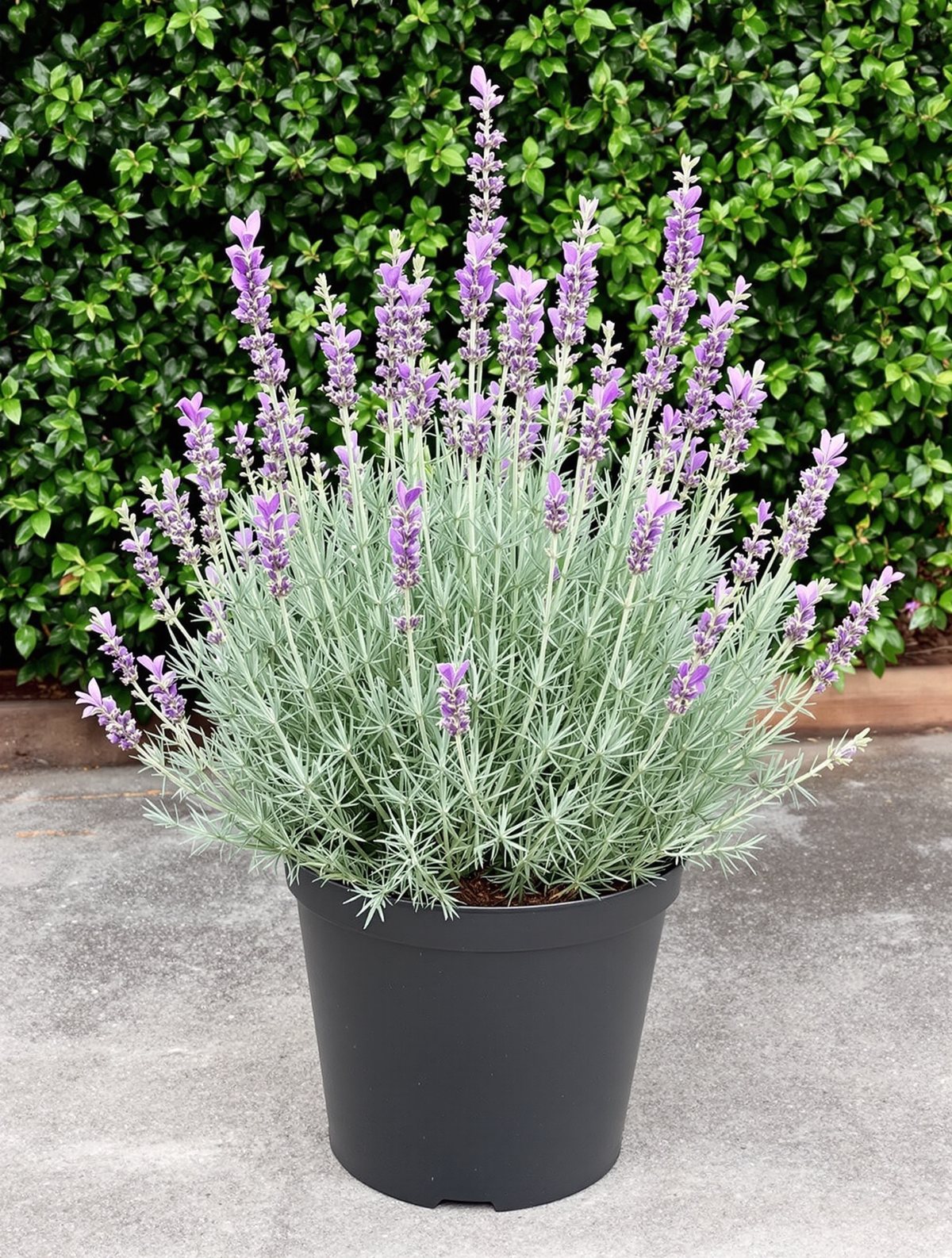 KI-generiertes Beispielbild: Schopf-Lavendel ‚Little Bee Deep Purple‘