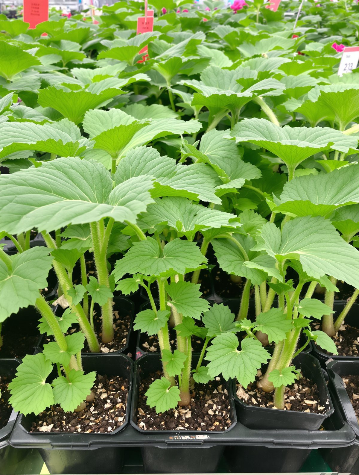 KI-generiertes Beispielbild: Zucchini-Jungpflanzen in Sorten