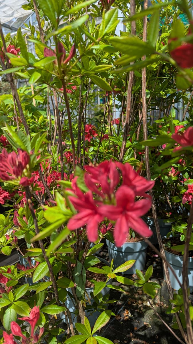 Hand mit Gartenschere an einer verblühten Hortensienrispe